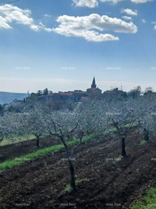Građevinsko zemljište s maslinikom i panoramskim pogledom – Grožnjan