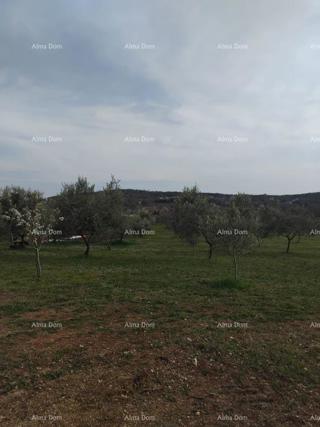 Atraktivno zemljišče, 5.716 m²,  okolica Poreča