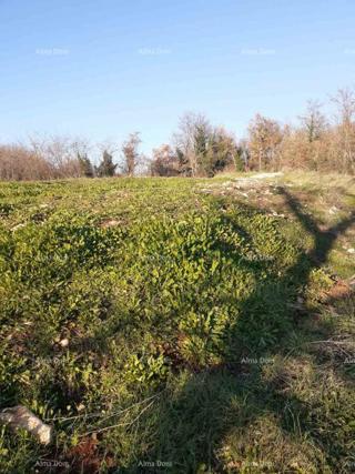Prodaja zemljišta v Brtonigli (Istra) – gradbeno in kmetijsko, skupna površina 5.000 m²