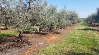 Istra, okolica Novigrada – Vredno kmetijsko zemljišče z oljčnim nasadom