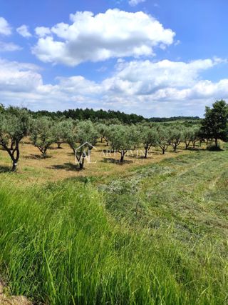 Istra, okolica Poreča – Privlačno kmetijsko zemljišče z oljčnim nasadom