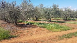 Istra, okolica Novigrada – Čudovito Kmetijsko Zemljišče z Oljčnim Nasadom