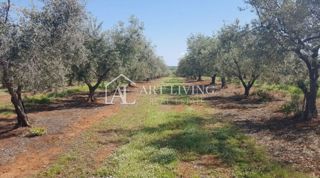 Istra, okolica Novigrada – Vredno kmetijsko zemljišče z oljčnim nasadom