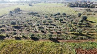Istra, okolica Novigrada – Čudovita Kmetijska Zemljišča z Oljčnim Nasadom