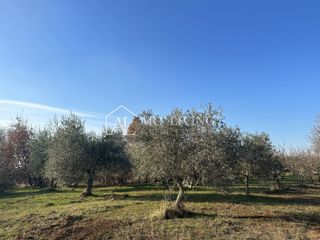 Umag, okolica – privlačno kmetijsko zemljišče z oljčnim nasadom