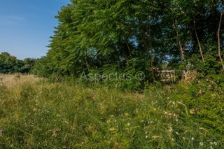 Građevinsko zemljište 3004 m2, Vodnjan