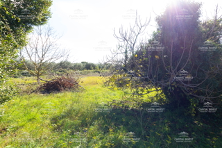 Kmetijsko zemljišče, Pula, Istra