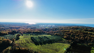 TAR, OKOLICA, OLJČNJAK SAMO 500 METROV OD MORJA