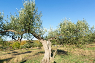 Prodaja, zemljišče, kmetijska površina, Istarska županija, Rovinj