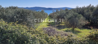 Biograd na Moru, Primorska, Sveti Filip in Jakov, prodaja se vzdrževani oljčnik