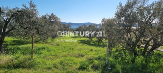 V Biograd na Moru, Primorje, Sveti Filip i Jakov se prodaja vzdrževan oljčnik