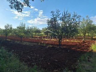 Brtonigla - prodaja oljčnika s 115 oljkami