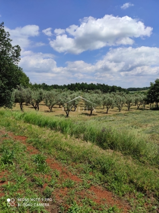Kaštelir – prodaja oljčnika z 85 oljkami