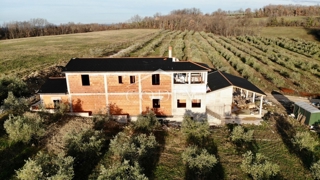 Buje - oljčnik z objektom 300 m2