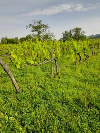 Buje, Kaštel - Vinograd s 1000 trtami