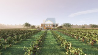 Buje, okolica, Prekrasno zemljište, idealno za gradnjo vinske kleti