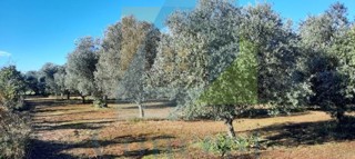 Poreč, Tar-Vabriga, Kmetijsko zemljišče, oljčnik na odlični lokaciji