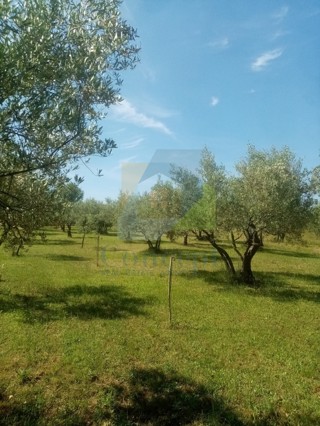 Poreč, Kmetijsko zemljišče, oljčna plantaža s starimi oljkami, 300 m od morja