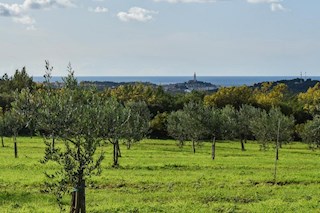 Ekskluzivno zemljišče z oljčnim nasadom in projektom za hišo