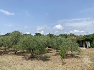 KMETIJSKO ZEMLJIŠČE Z LEGALIZIRANIM OBJEKTOM IN OLJČNIKI