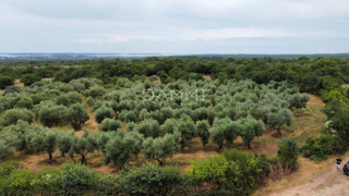 ISTRA, GALIŽANA- MASLINIK 2082m2 NA ROBU URBANIZACIJE