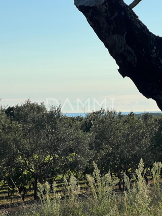 ISTRA, ŽMINJ - Izdvojeno gradbeno zemljišče 1255 m2