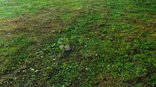 Zazidljivo zemljišče Kotoriba, 524m2