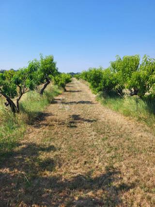 Kmetijsko zemljišče Petrijevci, 171.292m2