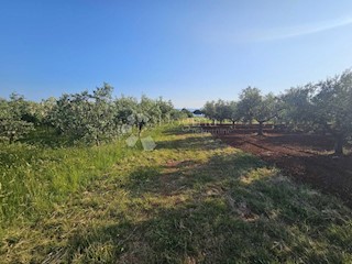 Zemljišče Umag, 7.900m2
