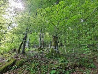 Kmetijsko zemljišče Delnice, 75,56m2