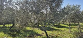 Zazidljivo zemljišče Peruški, Marčana, 492m2