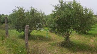 Zemljišče Kanfanar, 18.770m2