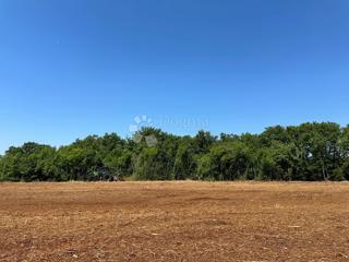 Istra – Muntić | Kmetijsko zemljišče 10.096 m2 z možnostjo gradnje