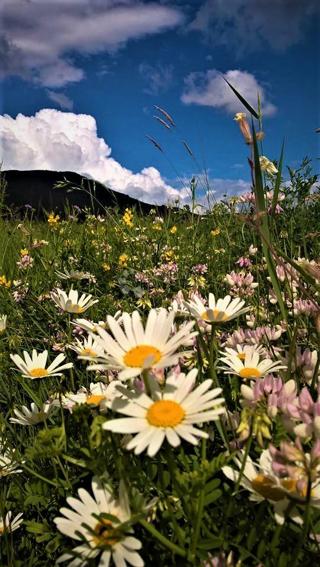 Kmetijsko zemljišče Kestenovac, Donji Lapac, 20.195m2