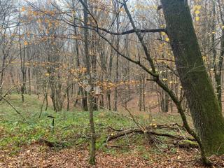 Kmetijsko zemljišče Blatuša, Gvozd, 41.649m2