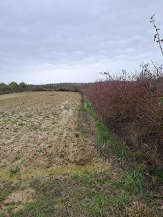 Kmetijsko zemljišče Krneza, Ražanac, 1.513m2