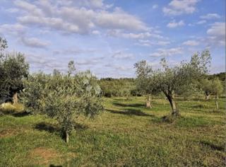 Kmetijsko zemljišče Rovinjsko Selo, Rovinj, 7.511m2