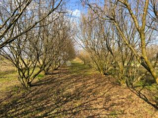 Kmetijsko zemljišče Križovec, Mursko Središće, 4.580m2