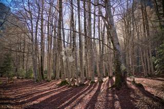 Kmetijsko zemljišče Slatina Pokupska, Glina, 30.000m2