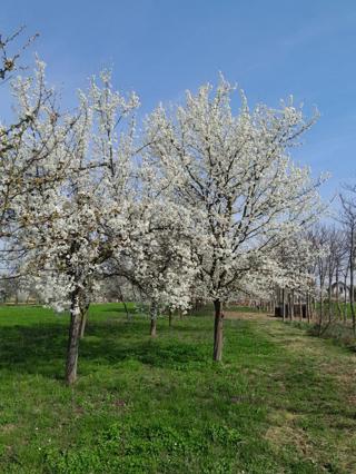 Kmetijsko zemljišče Centar, Vinkovci, 1.326m2