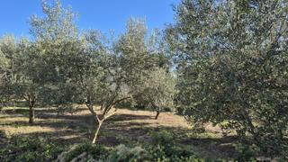 Zazidljivo zemljišče Peruški, Marčana, 493m2