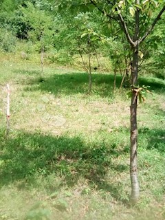 Zemljišče Črešnjevec, Tuhelj, 712m2