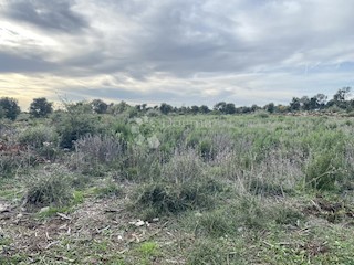 Zemljišče Barbariga, Vodnjan, 503m2