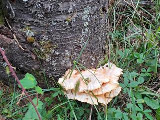 Zemljišče Batinova Kosa, Topusko, 43.000m2