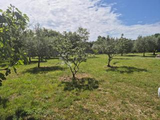 Zazidljivo zemljišče Hrboki, Barban, 2.160m2
