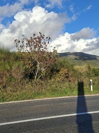 Kmetijsko zemljišče Močići, Konavle, 5.563m2