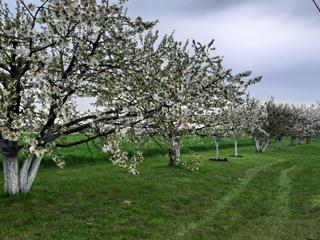 Kmetijsko zemljišče Petrijevci, 10.500m2