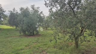 Naprodaj oljčni nasad z 205 oljkami v Šišanu