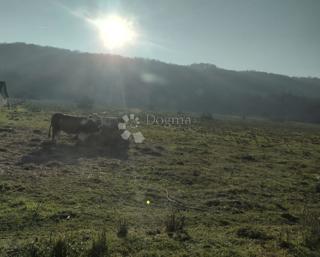 Zemljišče Svinica, Majur, 118603m2