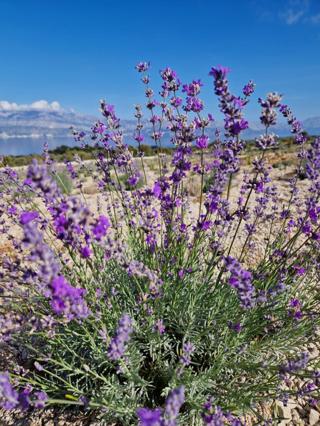 Kmetijsko zemljišče Donji Humac, Nerežišća, 10.600m2
